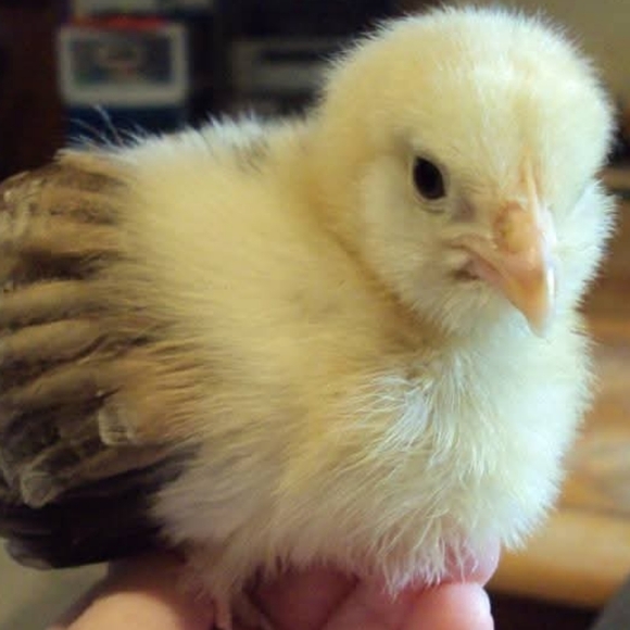 PLSreadBEFOREbuying! - Picture 10 of 15